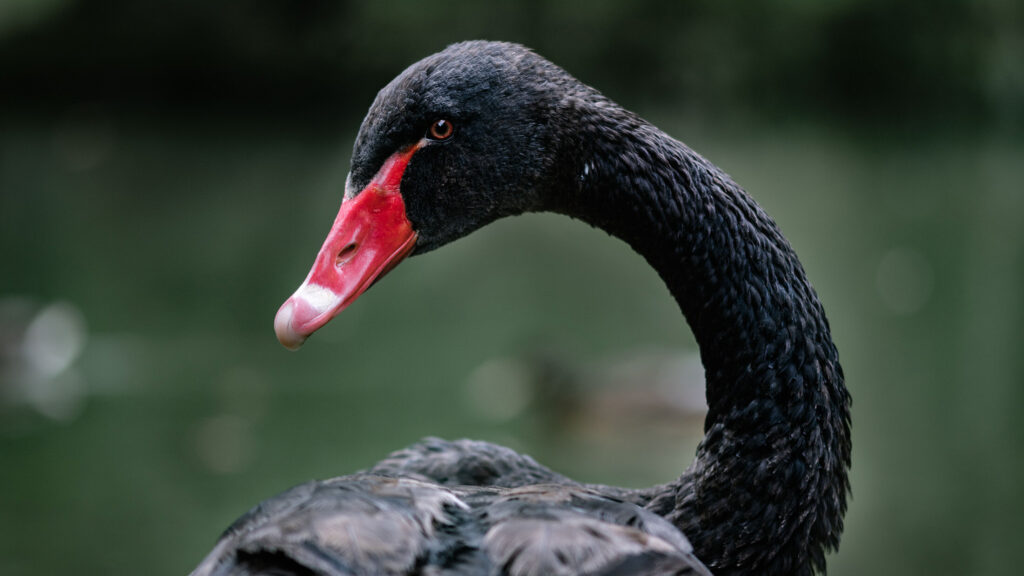 Black Swan